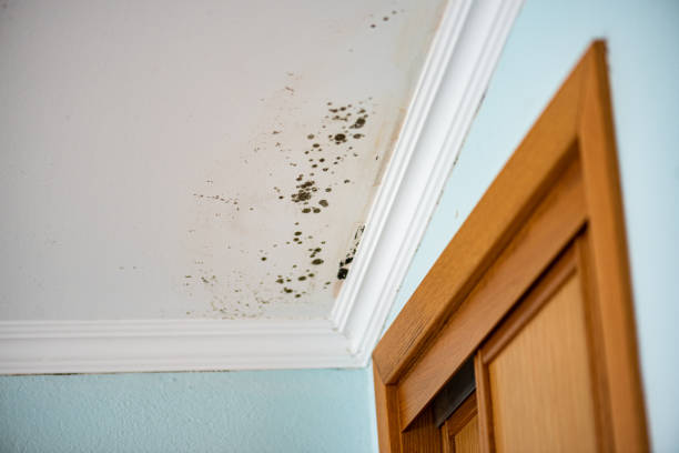 Professional Mold Removal in Cabot, AR