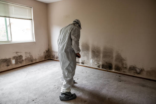 Best Mold Damage Repair  in Cabot, AR